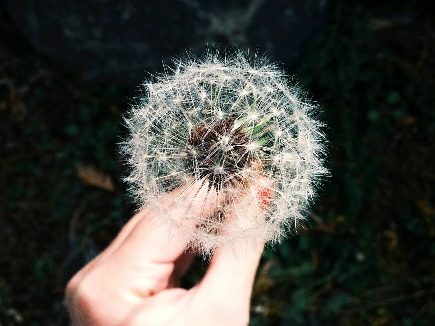 A hand holding a dandelion seed head against dark foliage