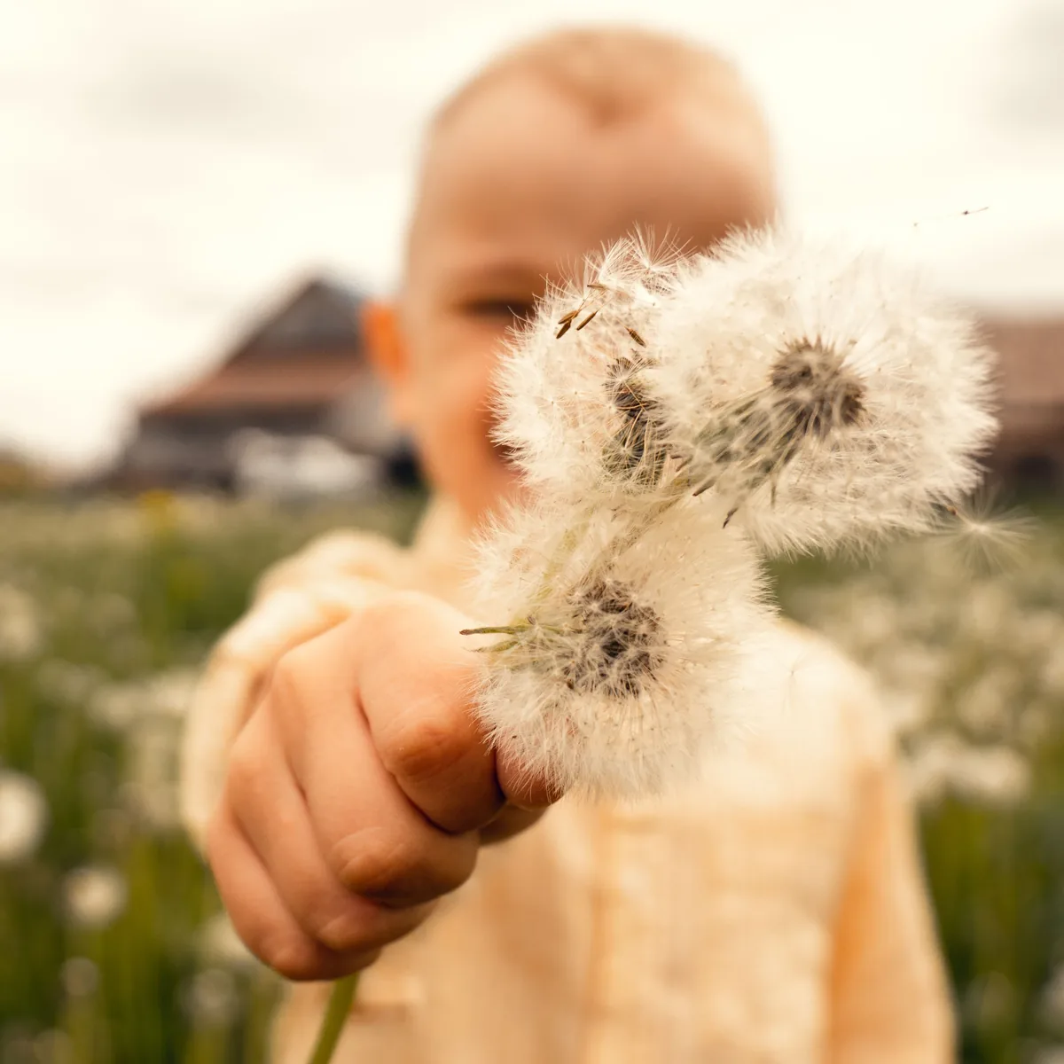 A child holding up dandelion seed heads in a meadow, a barn behind them