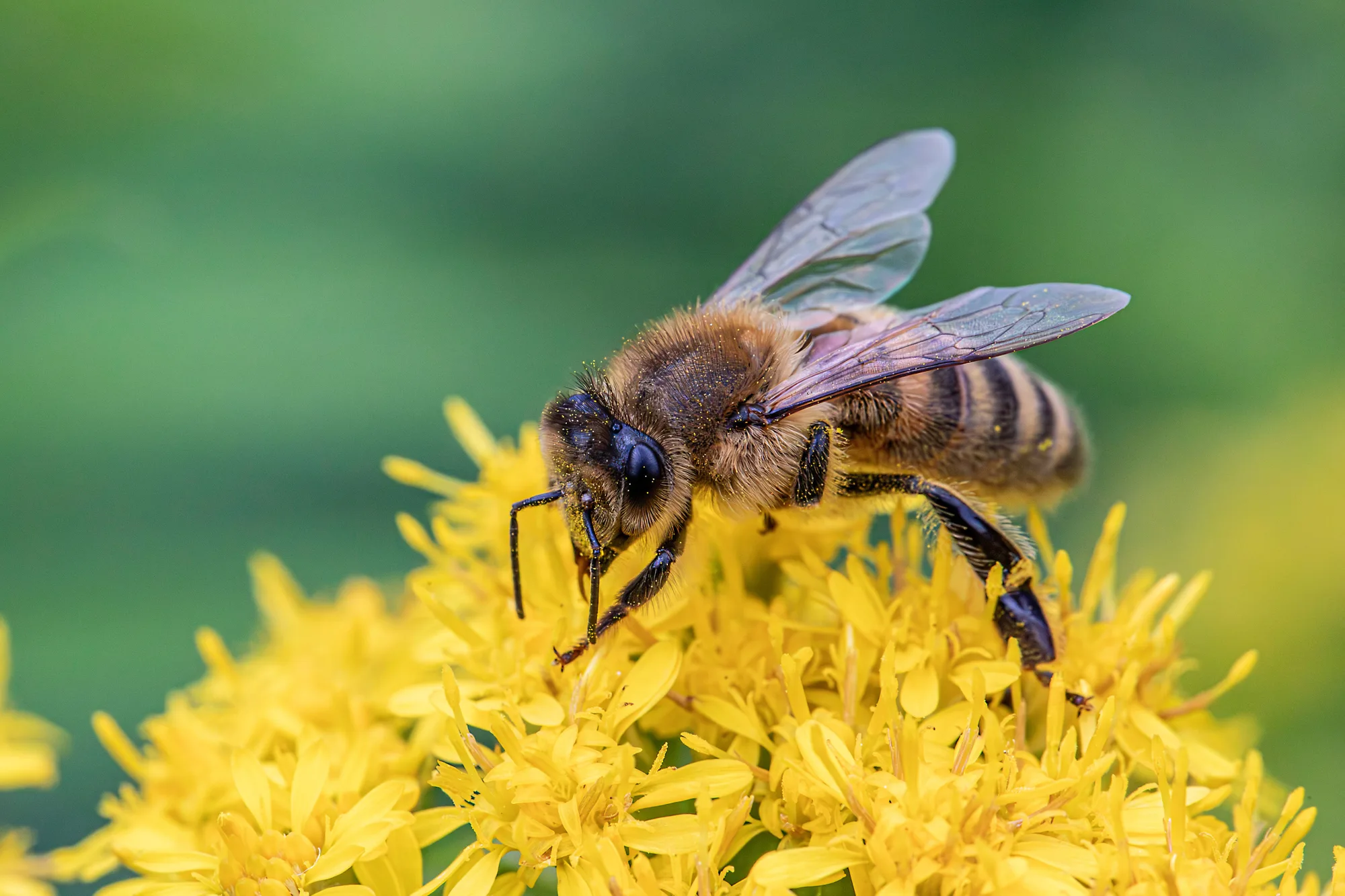 A honeybee feeding on a cluster of goldenrod flowers in summer sunlight